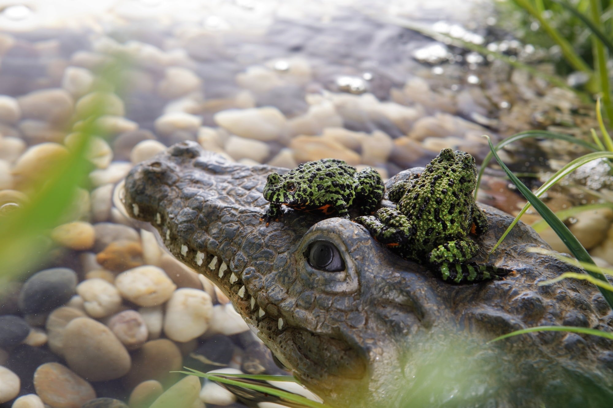 Exo Terra Turtle Island - Croc