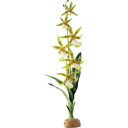 Exo Terra Brassia, orchidea - 1 Szt.