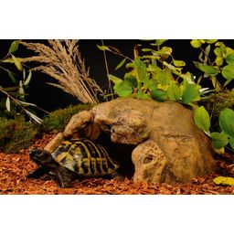 Exo Terra Landschildkröten Höhle - 1 Stk
