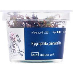 AquaArt Hygrophilla Pinnatifida - 1 stuk