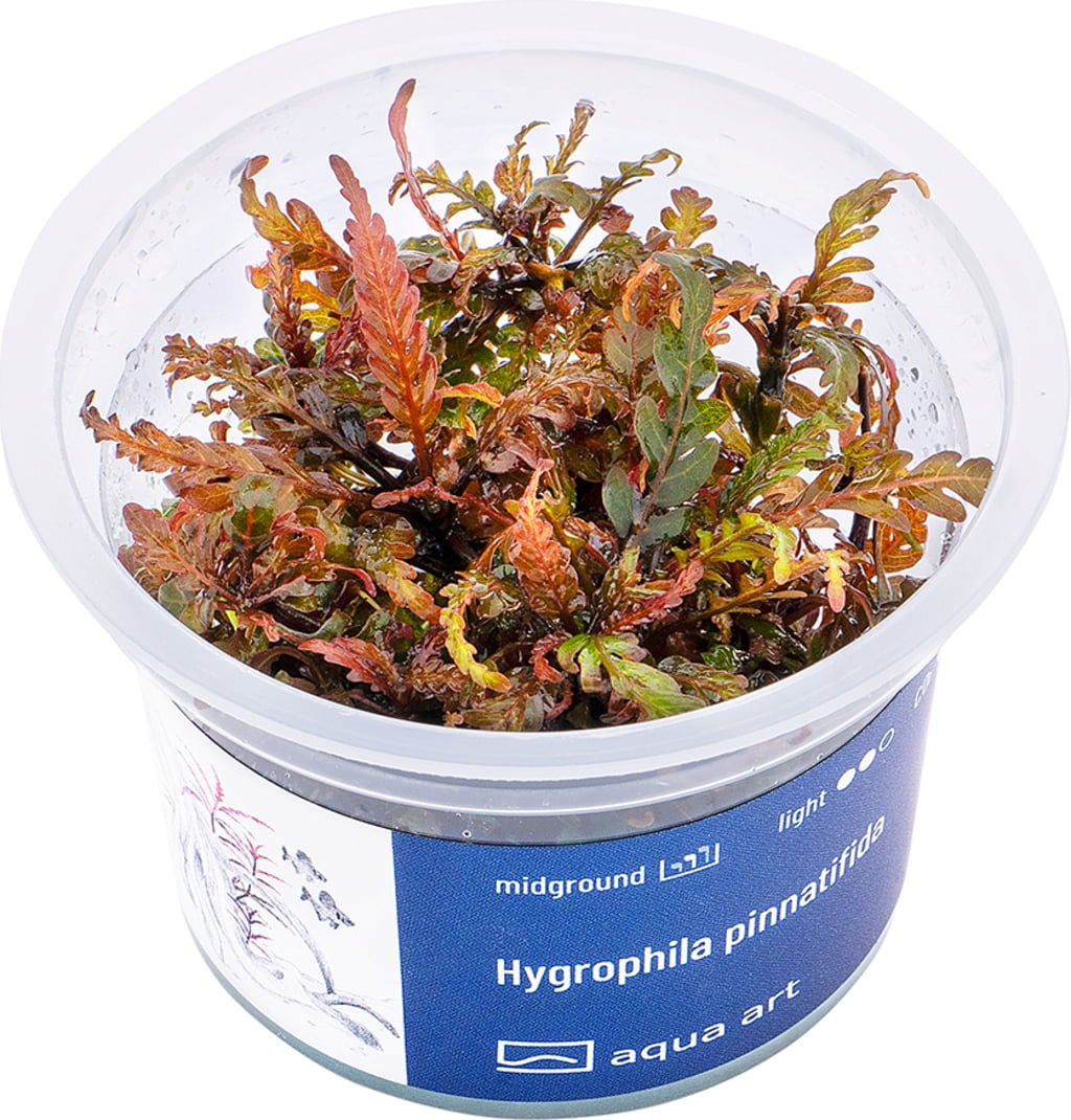 AquaArt Hygrophilla pinnatifida