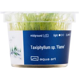 AquaArt Taxiphyllum sp. 'Flame' - 1 stuk