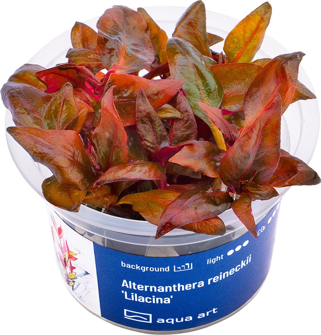 AquaArt Alternanthera reineckii - Lilacina