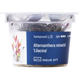 AquaArt Alternanthera reineckii - Lilacina - 1 pz.