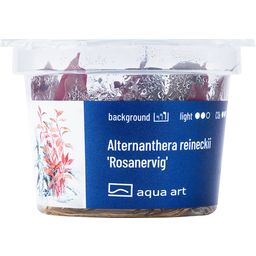 AquaArt Alternanthera reineckii 'Rosanervig' - 1 Szt.