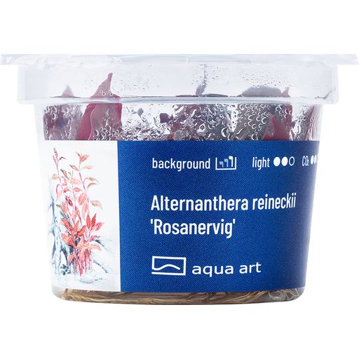 AquaArt Alternanthera reineckii 'Rosanervig' - 1 stuk