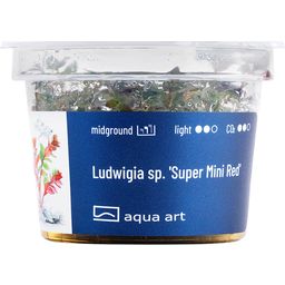 AquaArt Ludwigia sp. Super Mini Red - 1 pz.
