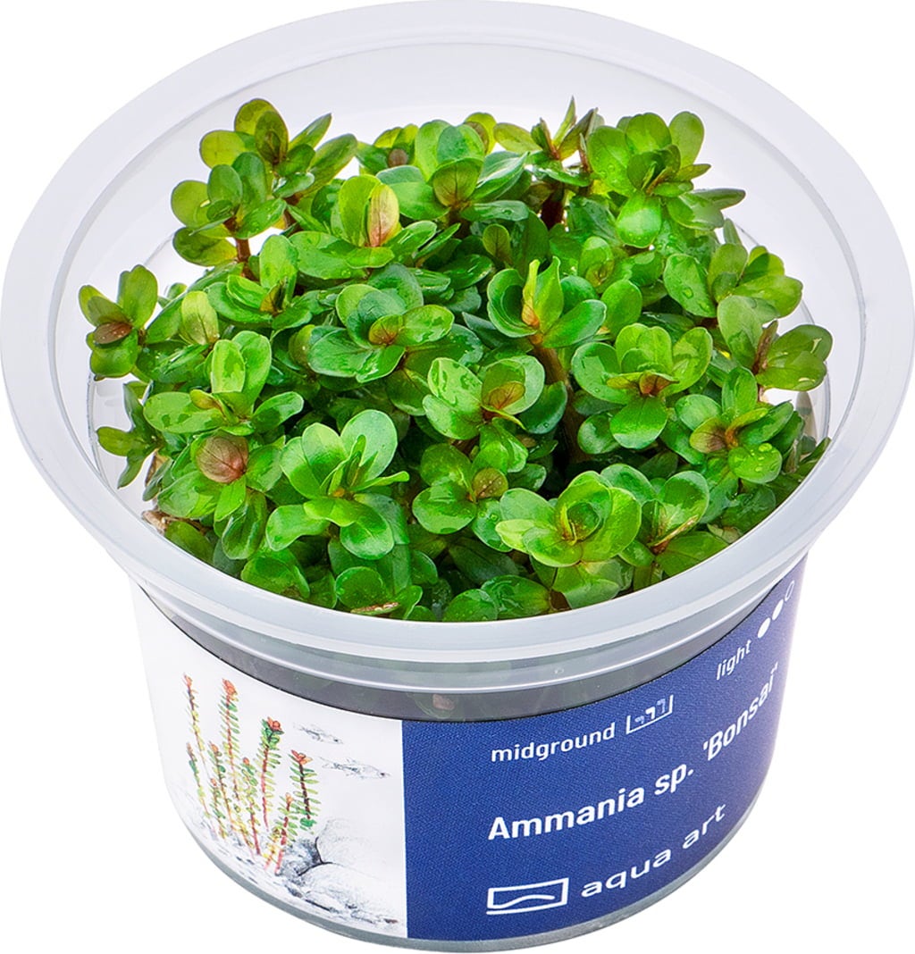 AquaArt Ammania sp.'Bonsai' - 1 Stk
