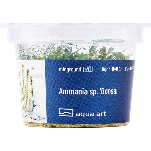 AquaArt Ammania sp. Bonsai - 1 pz.
