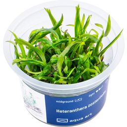 AquaArt Heteranthera zosterifolia - 1 Pc