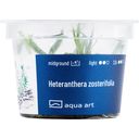 AquaArt Heteranthera zosterifolia - 1 pcs