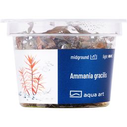 AquaArt Ammania gracilis - 1 st.