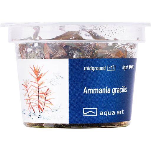 AquaArt Ammania gracilis - 1 Stk