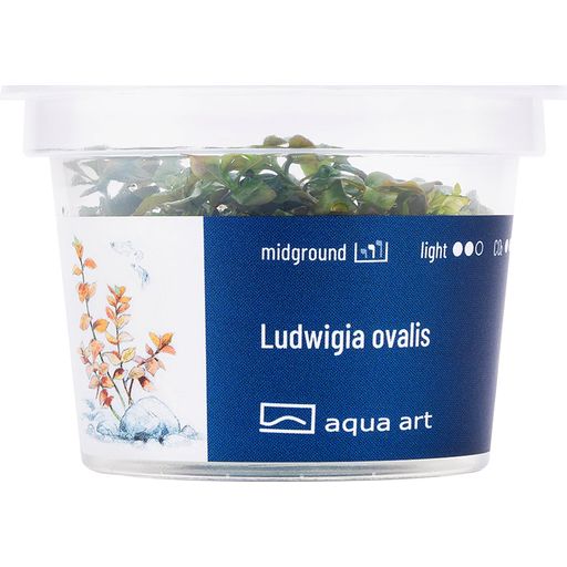 AquaArt Ludwigia ovalis - 1 ud.