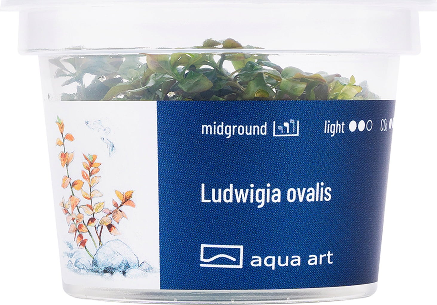 AquaArt Ludwigia ovalis - 1 Stk