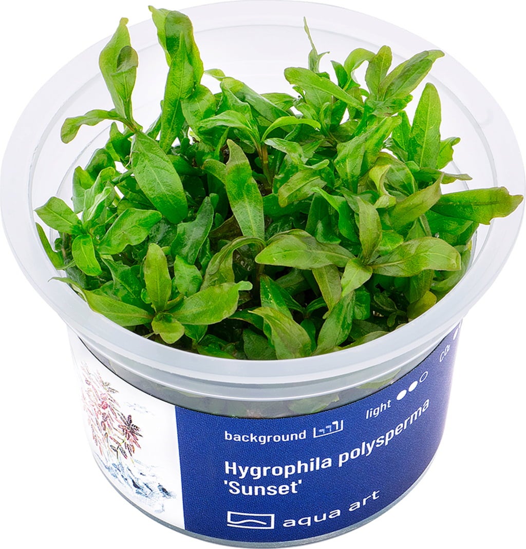 AquaArt Hygrophila polysperma - Sunset - 1 pz.