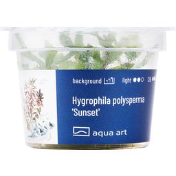 AquaArt Hygrophila polysperma 'Sunset' - 1 Pc