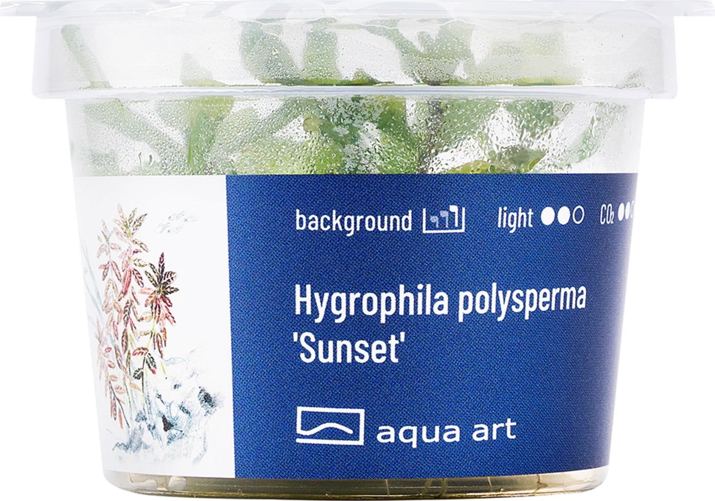 AquaArt Hygrophila polysperma - Sunset - 1 pz.