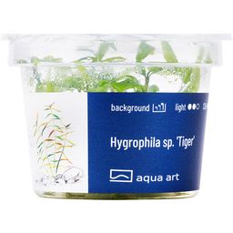 AquaArt Hygrophila sp. 'Tiger' - 1 Stk