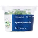 AquaArt Hydrocotyle verticillata - 1 stuk