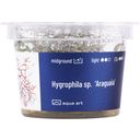 AquaArt Hygrophila sp.  'Araguaia' - 1 stuk