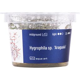 AquaArt Hygrophila sp. 'Araguaia' - 1 st.