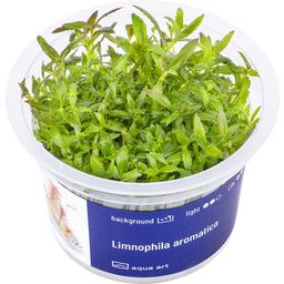 AquaArt Limnophila aromatica - 1 stuk