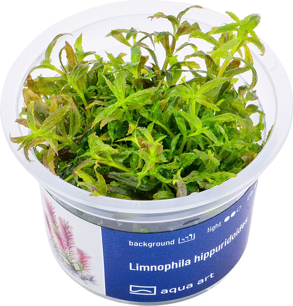AquaArt Limnophila hippuridoides - 1 pz.