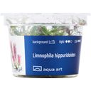 AquaArt Limnophila hippuridoides - 1 Pc