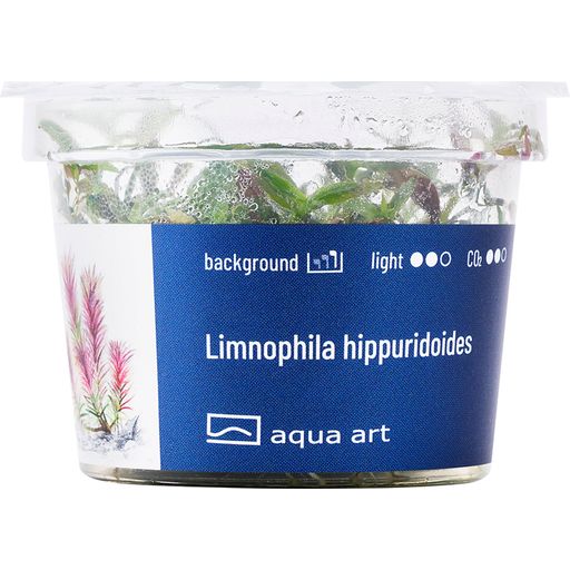 AquaArt Limnophila hippuridoides - 1 Stk