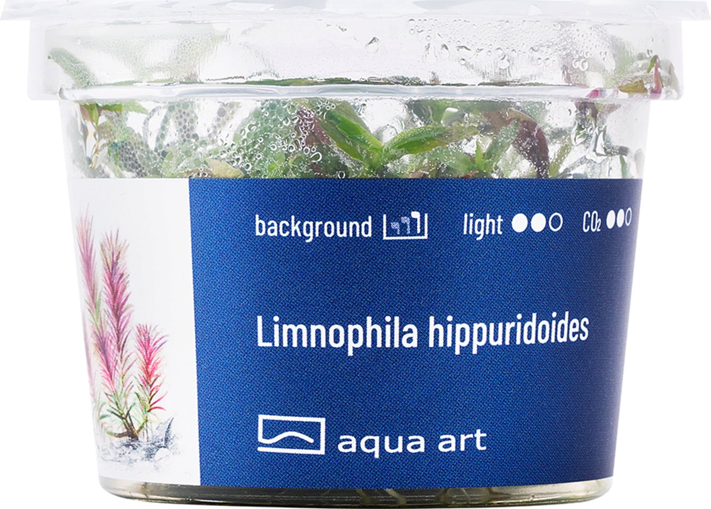 AquaArt Limnophila hippuridoides - 1 pz.