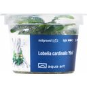 AquaArt Lobelia cardinalis Mini - 1 kom