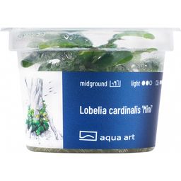 AquaArt Lobelia cardinalis 'Mini' - 1 Szt.