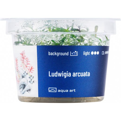 AquaArt Ludwigia arcuata - 1 Stk