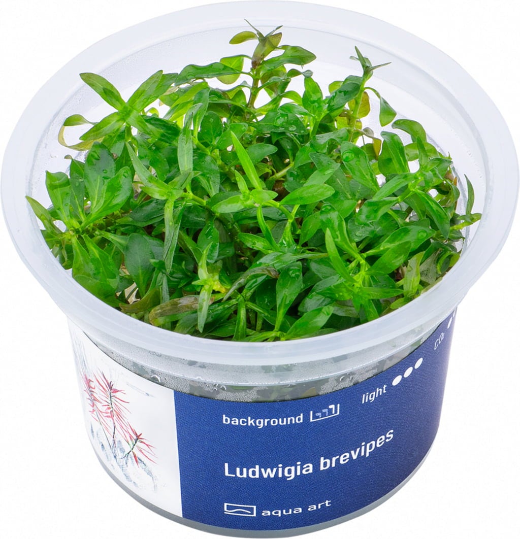AquaArt Ludwigia brevipes - 1 Stk