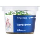 AquaArt Ludwigia brevipes - 1 Pc