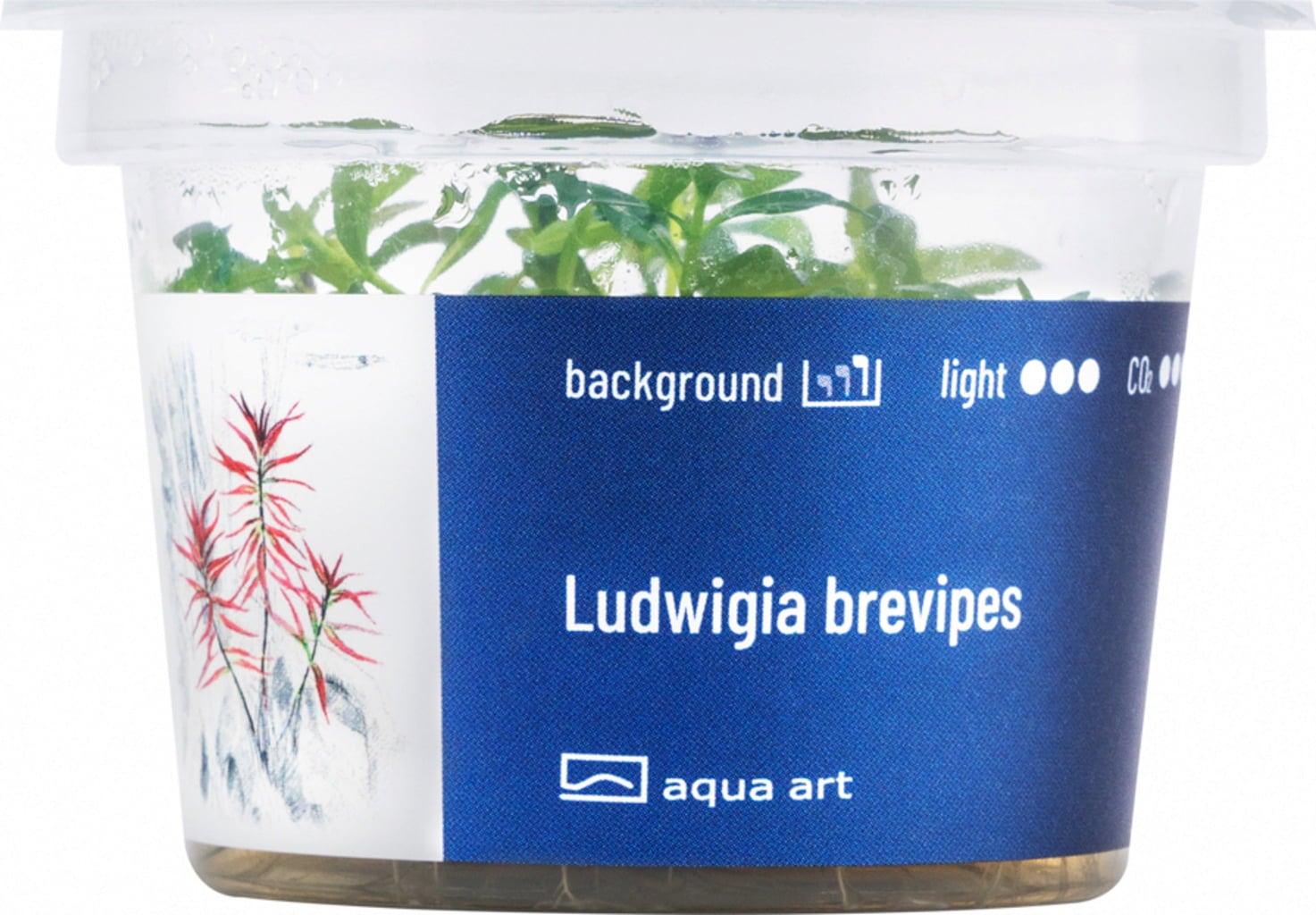 AquaArt Ludwigia brevipes - 1 Stk