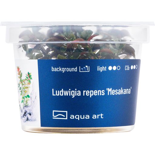 AquaArt Ludwigia repens 'Mesakana' - 1 Stk