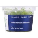 AquaArt Micranthemum umbrosum - 1 pz.