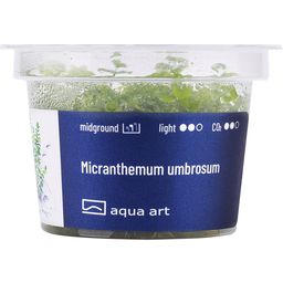 AquaArt Micranthemum umbrosum - 1 Pc