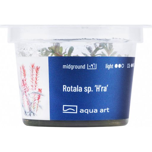 AquaArt Rotala sp. ’H’ra’ - 1 Pc