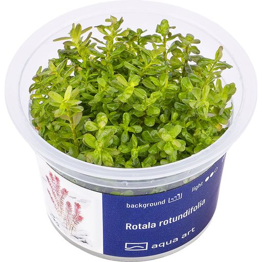 AquaArt Rotala rotundifolia - 1 Stk