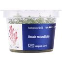 AquaArt Rotala Rotundifolia - 1 stuk