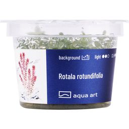 AquaArt Rotala rotundifolia - 1 Pc