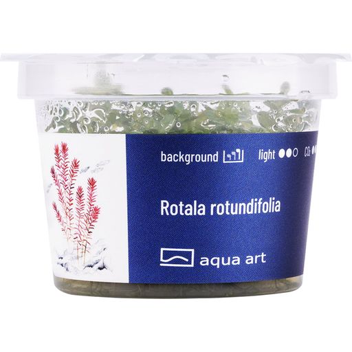 AquaArt Rotala rotundifolia - 1 Stk