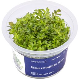 AquaArt Rotala rotundifolia 'Green' - 1 Pc
