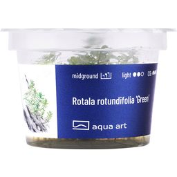 AquaArt Rotala rotundifolia 'Green' - 1 Szt.