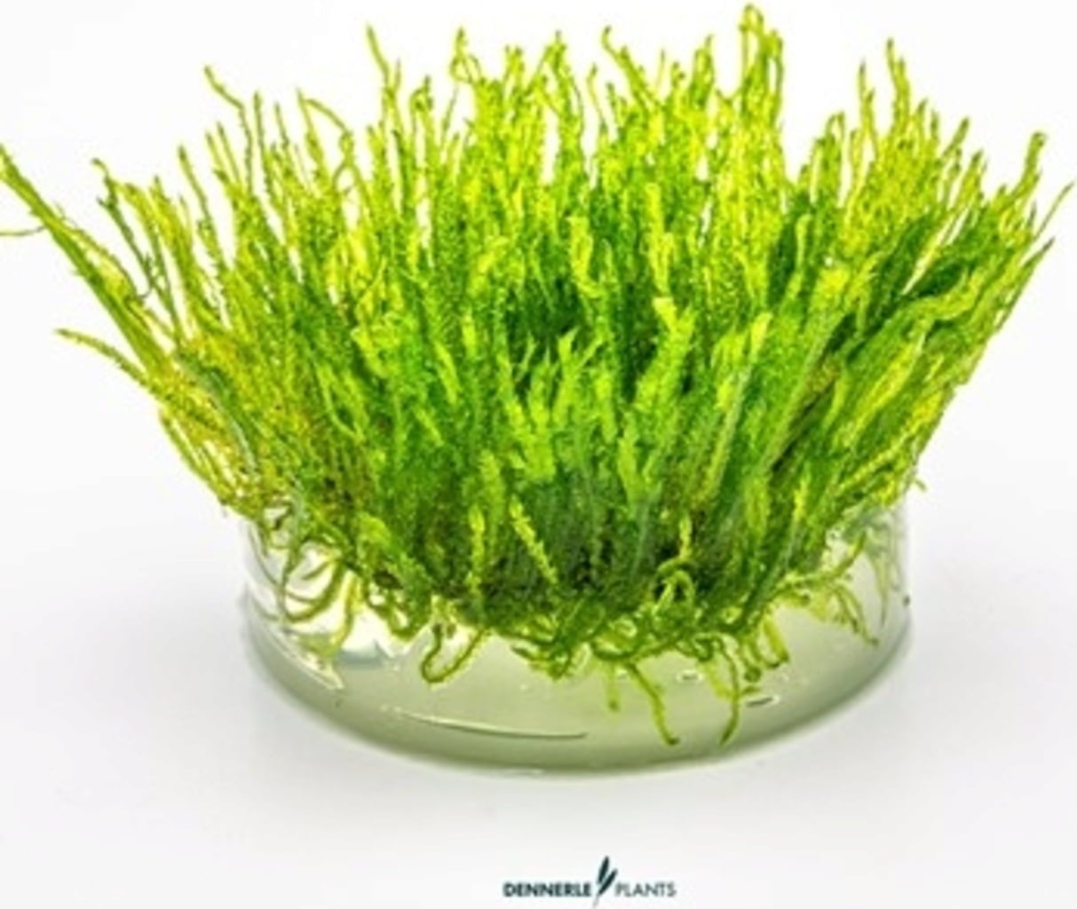 Dennerle Plants Taxiphyllum alternans 'Taiwan' CUP - 1 ud.