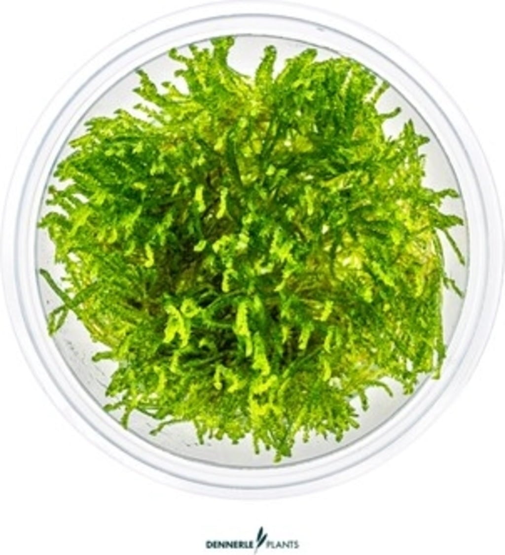 Dennerle Plants Taxiphyllum alternans 'Taiwan' CUP - 1 ud.