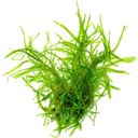 Dennerle Plants Taxiphyllum alternans Taiwan - 1 Pc